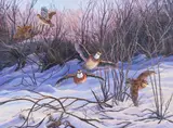 Ed Wards, Bob White Quail, oil on canvas