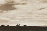 William D. Wittliff, Taking Gus Home