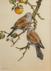 Edwin Penny, Turtle Doves, watercolor