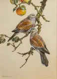 Edwin Penny, Turtle Doves, watercolor
