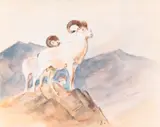 Carl Rungius, Dall Sheep, watercolor on paper