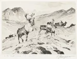 Carl Rungius, Above Timberline, etching on paper