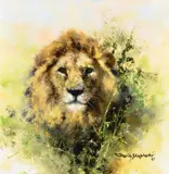 David Shepherd, Lion Study, 1987, oil on canvas