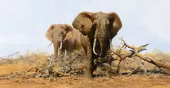 David Shepherd, Tsavo in Dry Season, 1976, oil on canvas