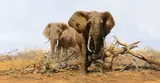 David Shepherd, Tsavo in Dry Season, 1976, oil on canvas