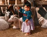 Ray Swanson, The Newest Little Shepherd