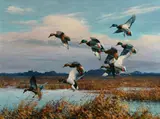 Harry Adamson, Mallards in the Afternoon