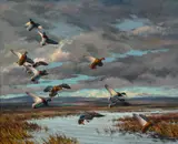 Harry Adamson, Mallards Dropping In