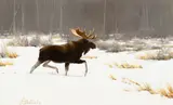 Guy Coheleach, Lone Moose, 1977, oil on canvas