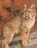 Bob Kuhn, Watchful Eyes, acrylic on board