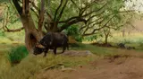 Wilhelm Kuhnert, Cape Buffalo at the Water Hole