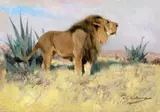 Wilhelm Kuhnert, King of the Tsavo, oil on board