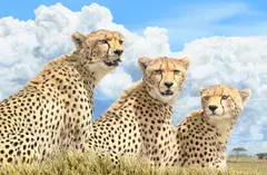 Three of a Kind by Bruce K. Lawes, oil on canvas, sold Jul 2024