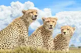 Bruce K. Lawes, Three of a Kind, oil on canvas