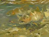 John Moyers, Bow River Brown