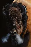 Steve Burgess, The Chief