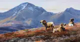 Ken Carlson, Bighorn Country