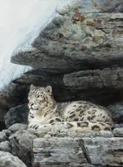 Guy Coheleach, Snow Leopard, acrylic on board