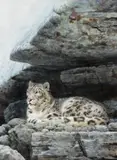 Guy Coheleach, Snow Leopard, acrylic on board