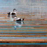 Ewoud de Groot, Eider Reflections, oil on canvas