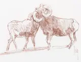 Bob Kuhn, Bighorn Sheep, conté crayon on paper