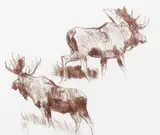 Bob Kuhn, Moose, conté crayon on paper