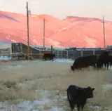 T. Allen Lawson, Morning at the Loading Chute, 2018, oil on board