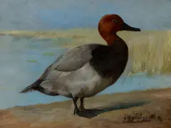 Gustav Muss-Arnolt, Redhead Duck, oil on canvas
