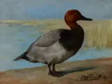 Gustav Muss-Arnolt, Redhead Duck, oil on canvas
