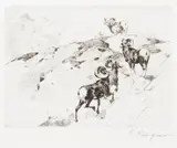 Carl Rungius, Alarmed, etching on paper