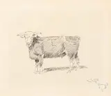 Hereford Steer by Charles Marion Russell, double-sided pen and ink on paper, sold Jul 2023