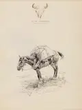 Packhorse by Charles Marion Russell, pen and ink on paper, sold Jul 2023