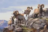Ken Carlson, Rocky Terrain – Big Horn