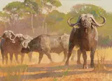 Bob Kuhn, Fight or Flight