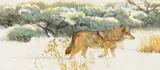 Bob Kuhn, Varmint