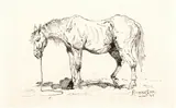 Frederic Remington, Old Faithful, 1888, pen and ink on paper