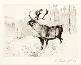 Carl Rungius, A Woodland Stag, etching on paper