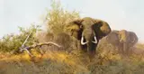 David Shepherd, Elephants in the Bush, 1981, oil on canvas