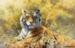 David Shepherd, Tiger, 1994, oil on canvas