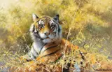 David Shepherd, Tiger, 1994, oil on canvas