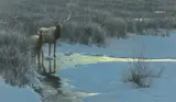 Robert Bateman, Evening Light – American Elk