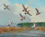Richard Evett Bishop, Bald Pate – Widgeon, 1948, oil on canvas