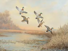 Roland Clark, Mallards, oil on canvas laid on board