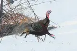 Michael Coleman, Wild Turkeys