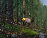 Michael Coleman, On the North Fork