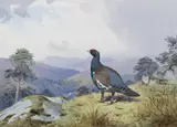 John Cyril Harrison, Black Cock