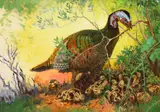 Lynn Bogue Hunt, Wild Turkey and Chicks, oil on canvas laid on board