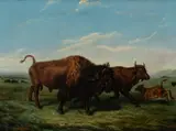 Rudolf Friedrich Kurz, American Bison, oil on canvas