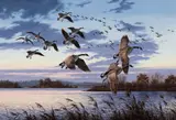 David Maass, Dusk on the Chesapeake – Canada Geese