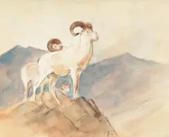 Carl Rungius, Dall Sheep, watercolor on paper